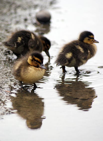 ducklings