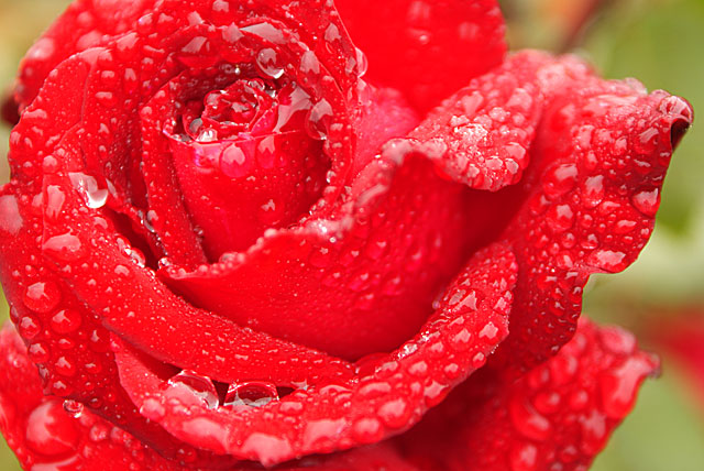 Red Rose on a wet&nbsp;day