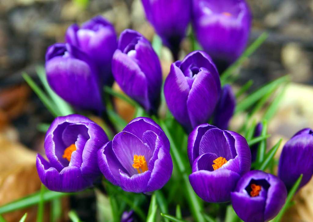 Early Signs of Spring at the Botanic&nbsp;Gardens