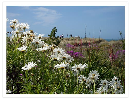 A field of white daisies in the foreground with a view of people in the background at Taylor's Mistake.