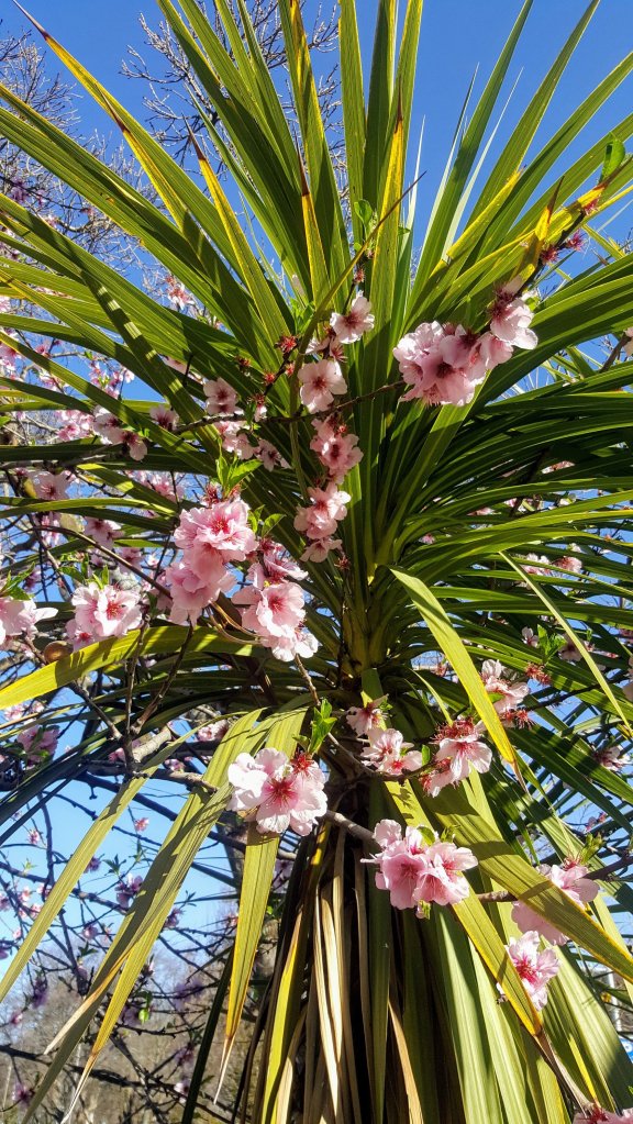 Blossom amongst a cabbage&nbsp;tree
