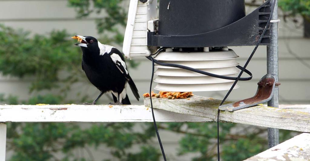 Feeding Mr Maggie&nbsp;(Pie)