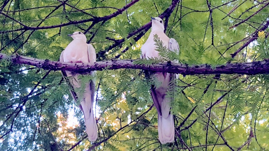 Doves and dove babies at the Terra Viva&nbsp;cafe