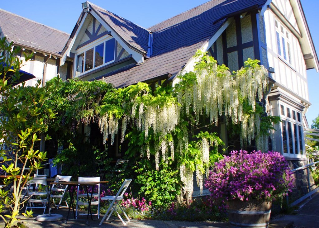 Wisteria by the Curator’s&nbsp;House
