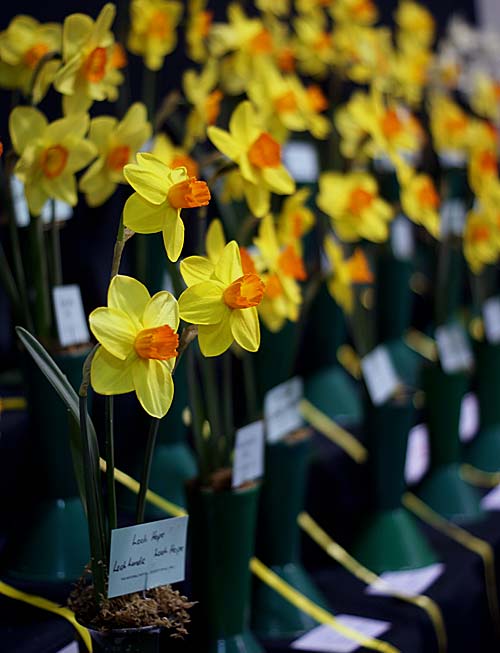 Spring Flower & National Daffodil&nbsp;Show