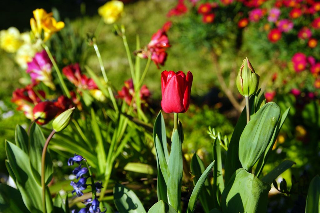 My first tulip of the&nbsp;season