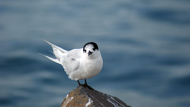 A darling little sea&nbsp;bird