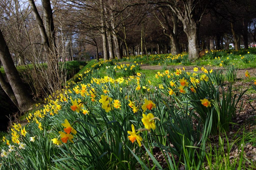 Daffodils in South Hagley&nbsp;Park