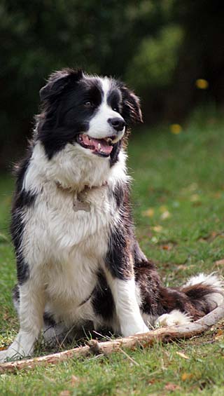 Bella the sheep dog and the sheep&nbsp;sculpture