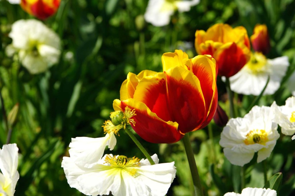 It’s Tulip Time at the Botanic&nbsp;Gardens