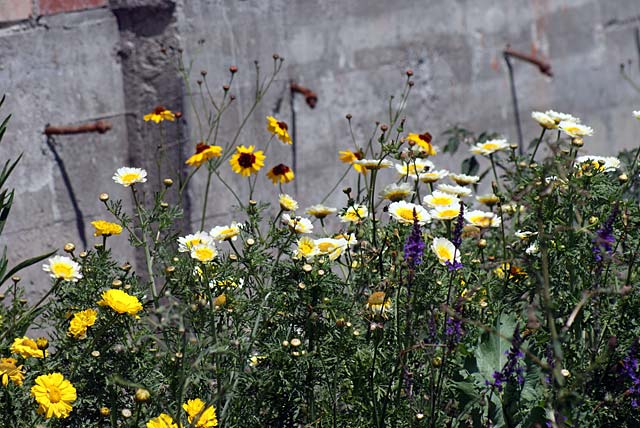 Wild flowers on Manchester&nbsp;Street