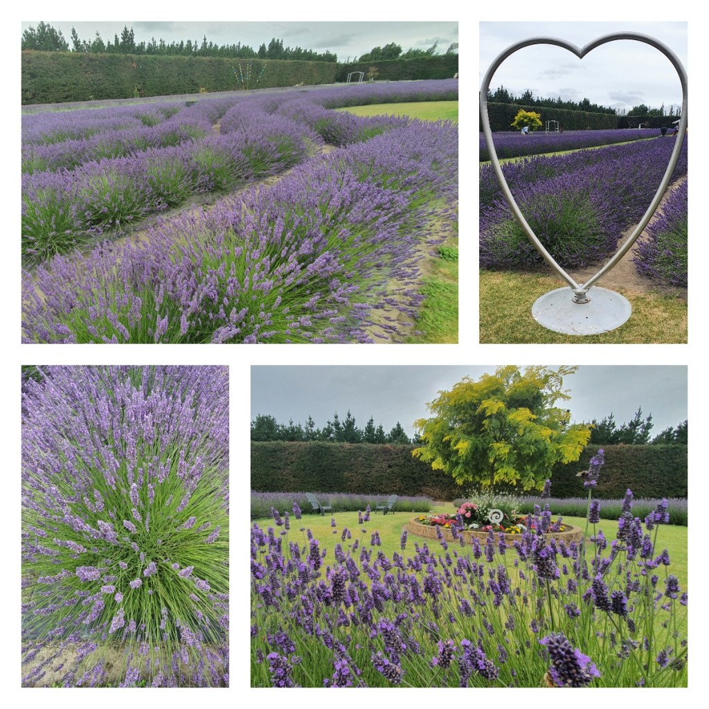 Christchurch Lavender Fields