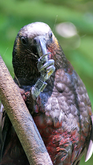 Kaka Feeding