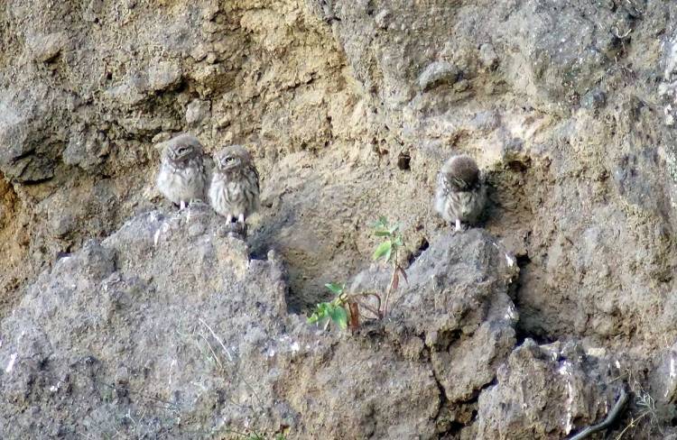 Three juvenile German Little owls perched on a rocky surface, surrounded by natural earth tones.