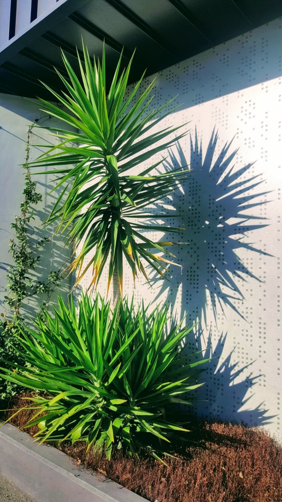 Cabbage Tree in&nbsp;Wigram