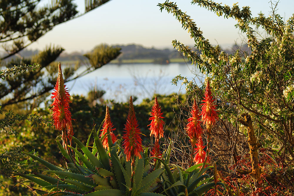Red flowers near the&nbsp;estuary