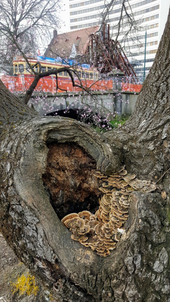 Fungus growing on tree&nbsp;stump