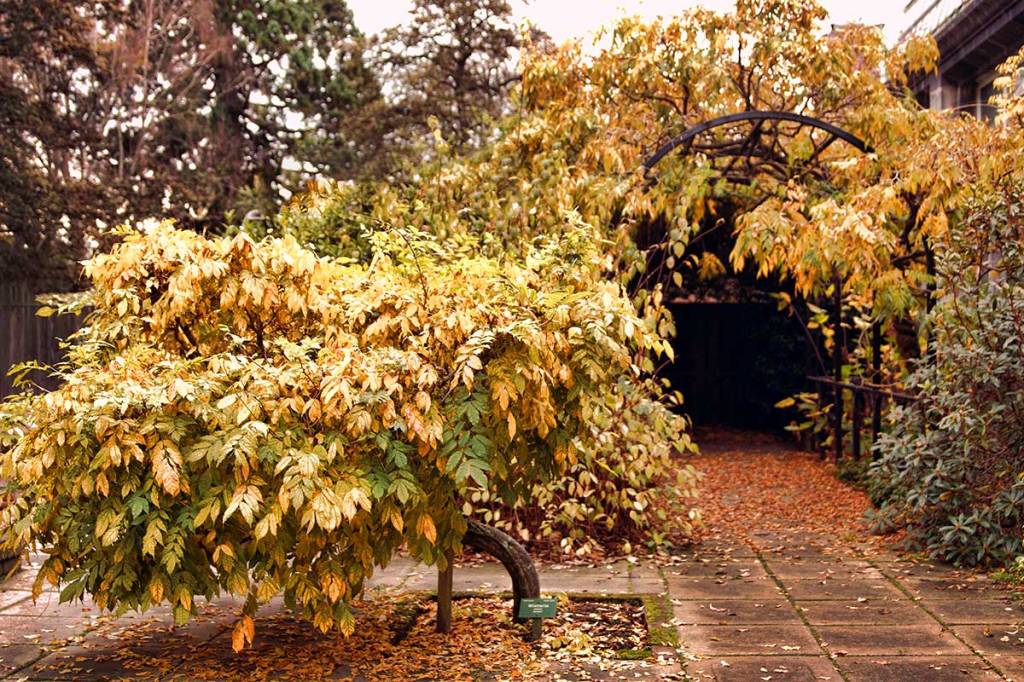 Autumn Colour in the Botanic&nbsp;Gardens