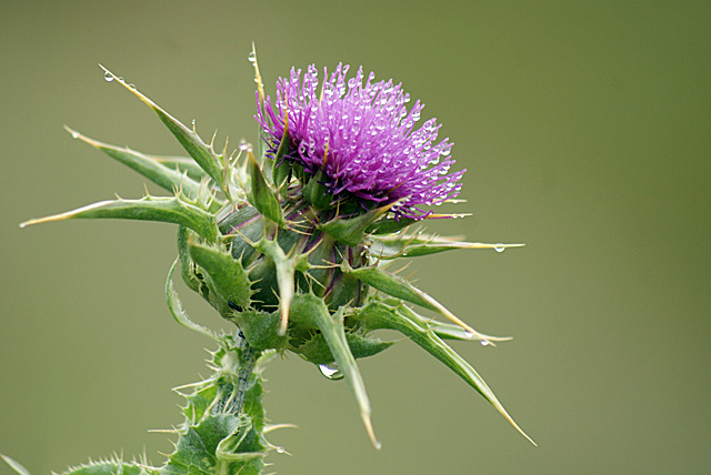 thistle