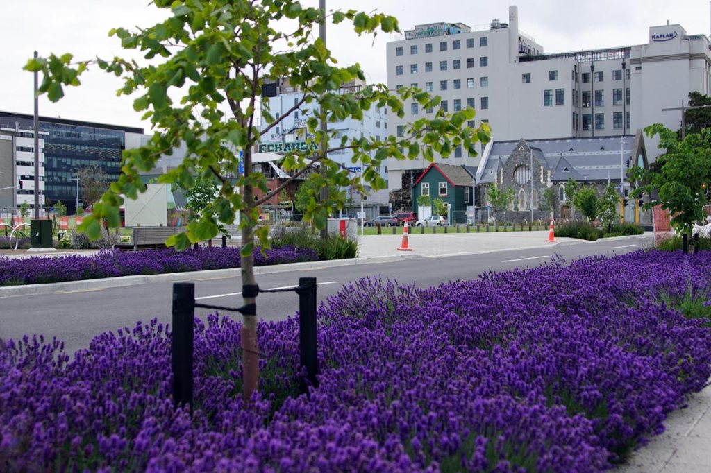 Lavender Planting on Worcester&nbsp;Street