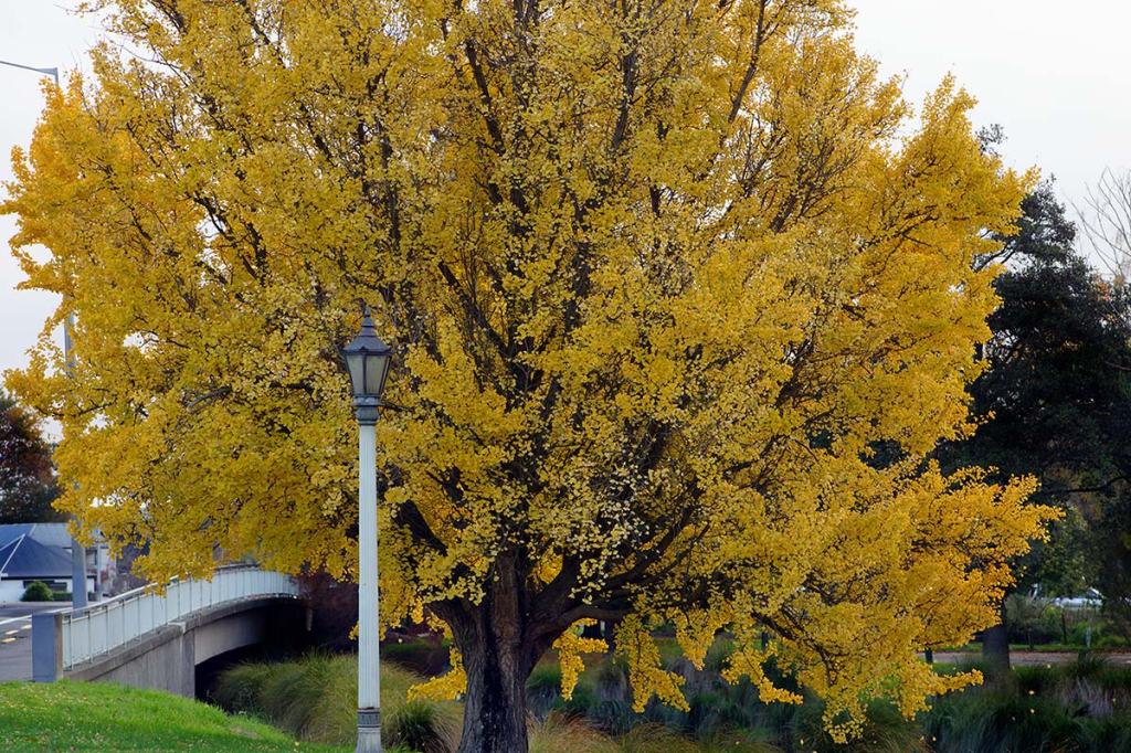 Beautiful Tree on Oxford&nbsp;Terrace