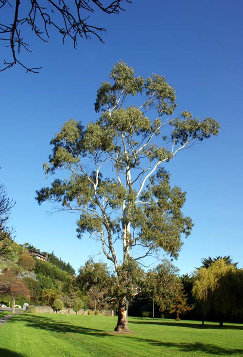 Blue Gum Tree