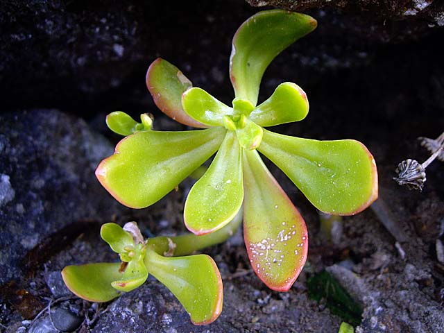 Plant in Rock, Cashmere&nbsp;Hills