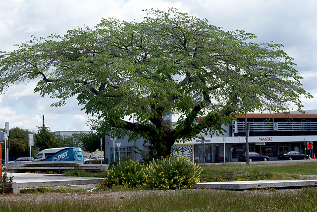 Tree in Sydenham