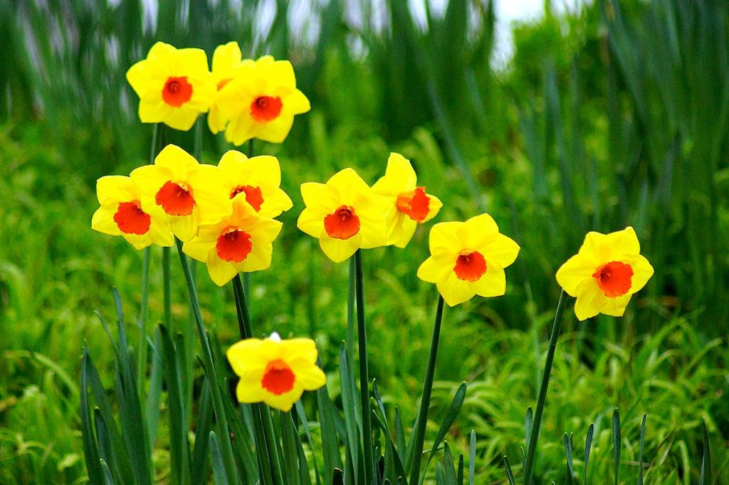 A cluster of bright yellow daffodils with orange centers blooming in a garden setting.