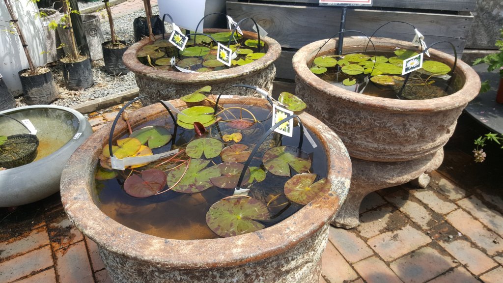 Water Lillies at Terra&nbsp;Viva