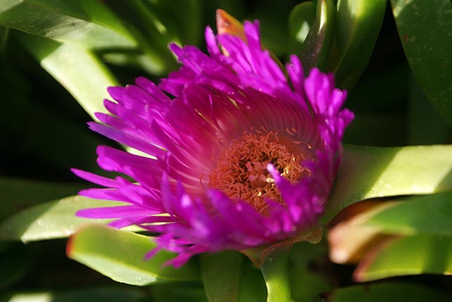 Ice Plant at&nbsp;Sumner