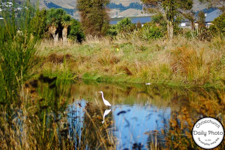 White-Heron-and-McCormacks-Bay-006