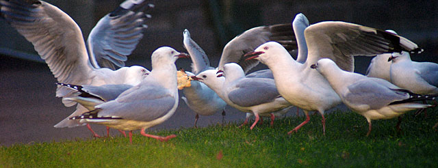 seagull-squabble