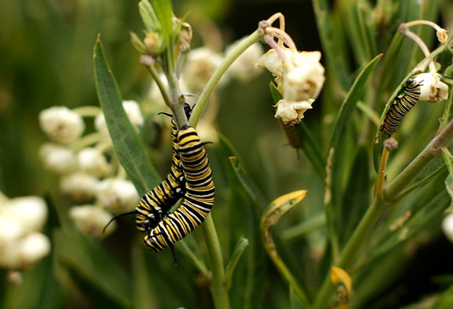 monarch-caterpillars