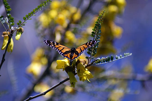 Monarch Butterfly