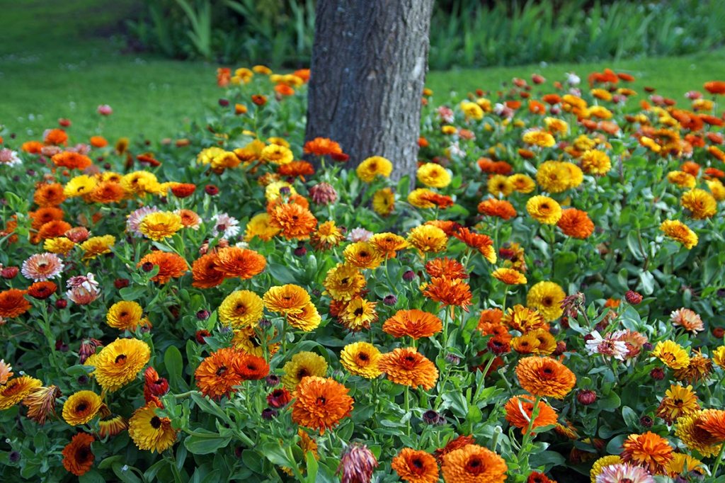 Marigolds at the Thomas Edmonds Factory&nbsp;Garden