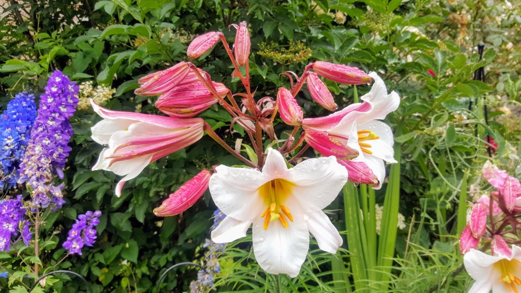 Lilies, beautiful but extremely life threatening to&nbsp;cats