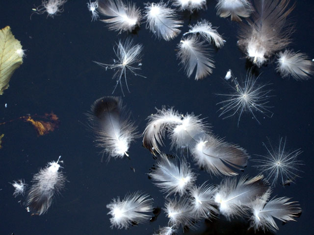 duck-feathers.jpg
