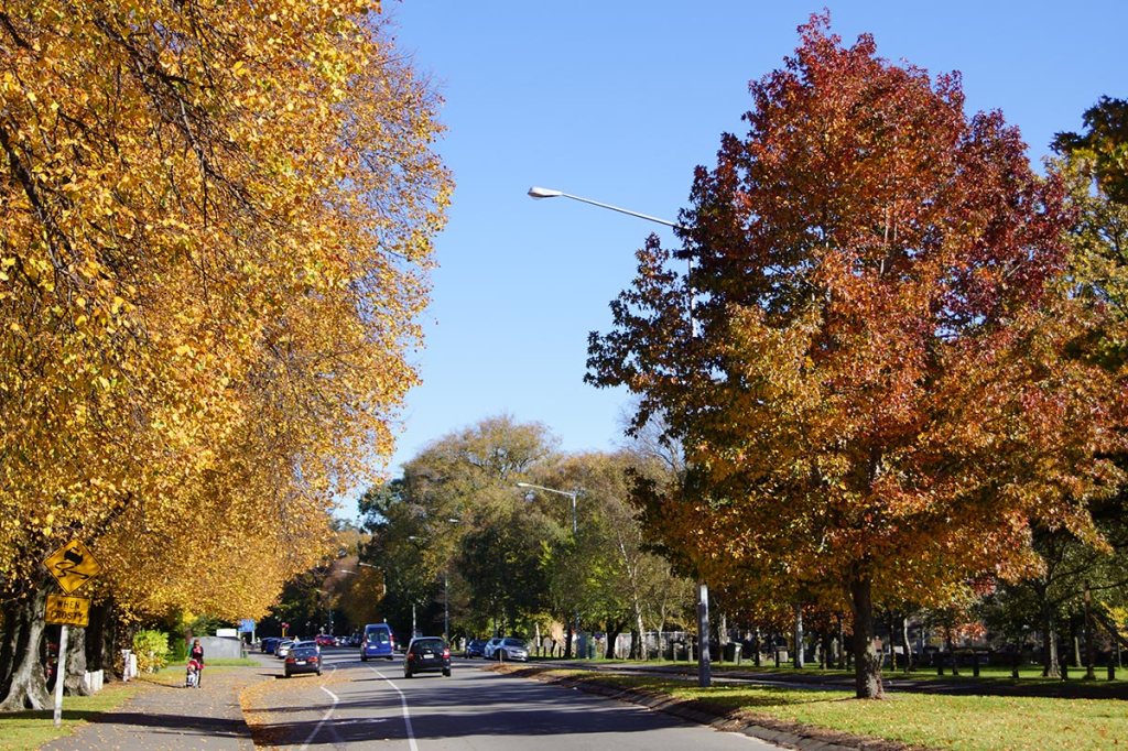 Trees at Church&nbsp;Corner