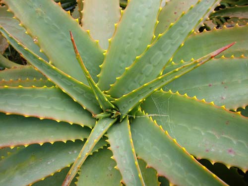 Plant at Taylor’s Mistake&nbsp;Beach