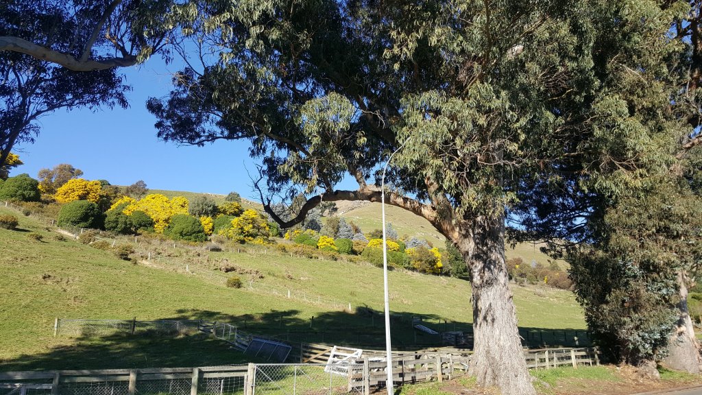 Wattle in flower,&nbsp;Heathcote