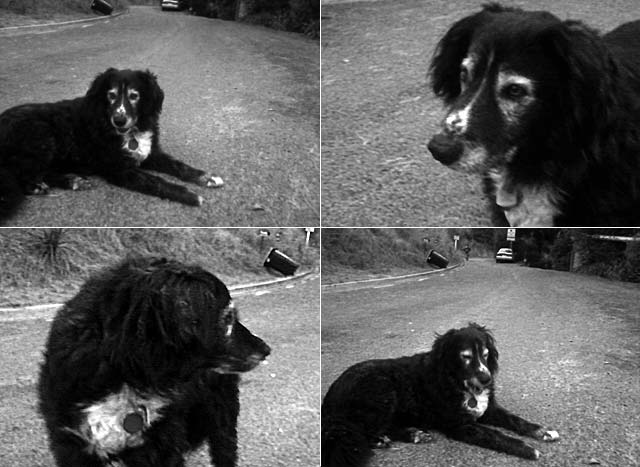 Rapaki Road Old&nbsp;Dog