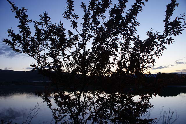 Tree by the Heathcote&nbsp;River