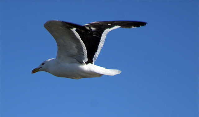Seagull Soaring