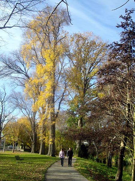 Walking in Hagley&nbsp;Park
