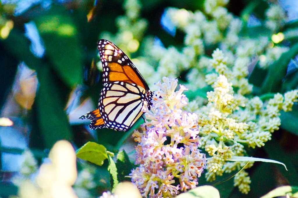 Monarch Butterflies in Woodham&nbsp;Park
