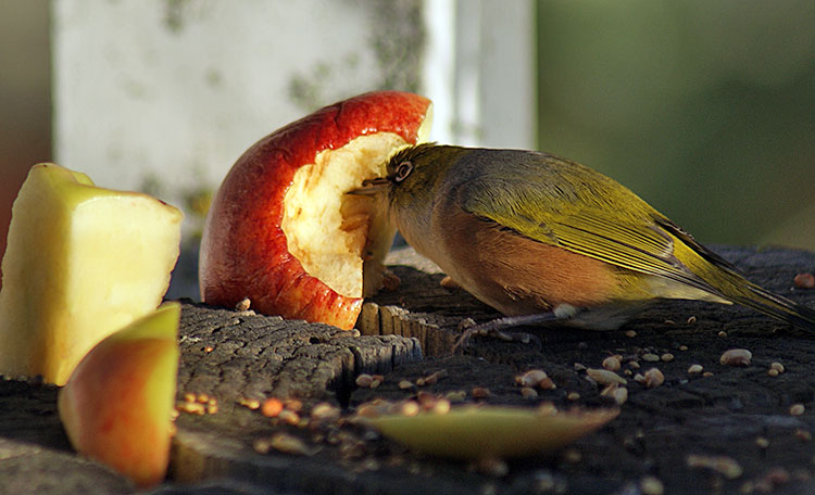 When Birds Attack, The Agressive Little Wax&nbsp;Eye
