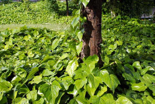 Ivy Ground and Tree&nbsp;Cover