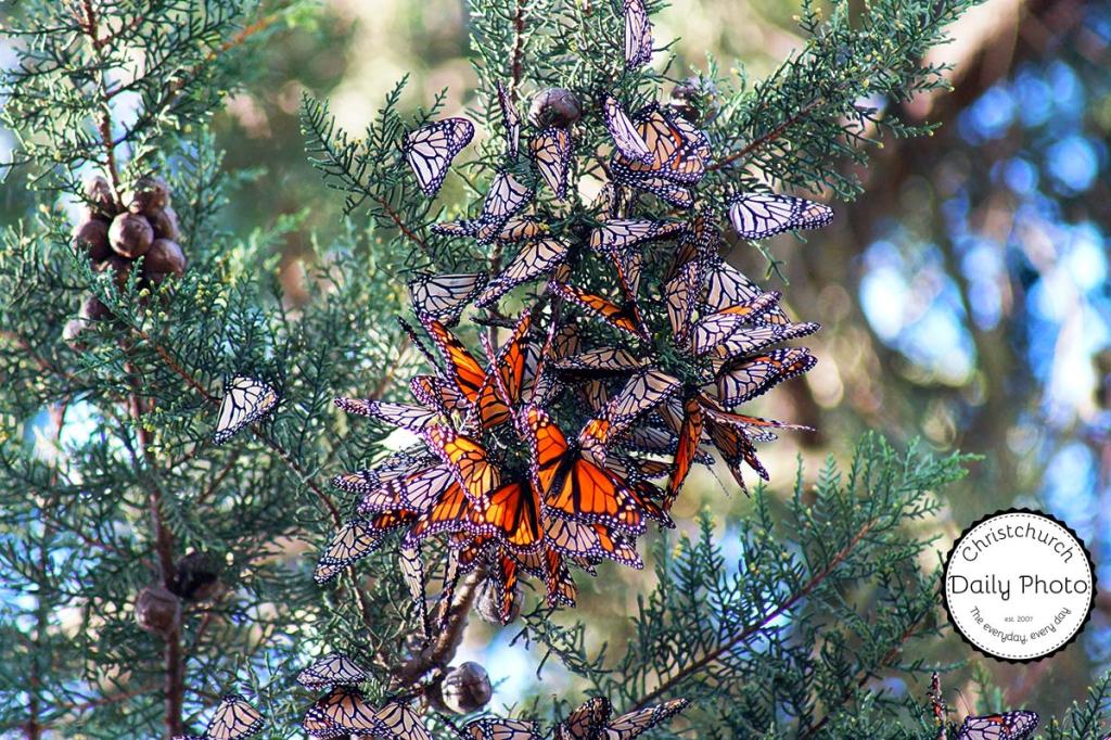 Monarchs at Woodham&nbsp;Park