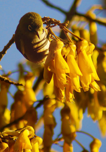 Waxeyes in Kowhai&nbsp;Tree